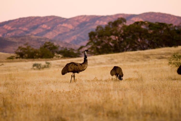 Wildlife